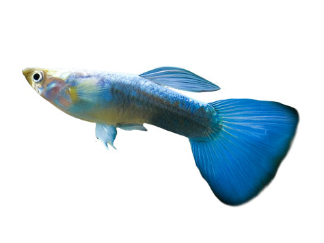 Guppy - Male