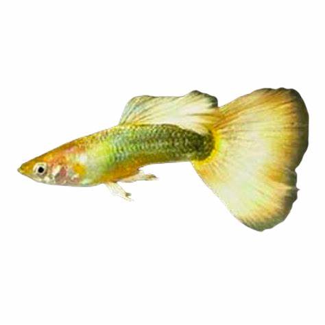 Guppy - Male