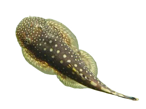 Borneo Sucker Belly Loach