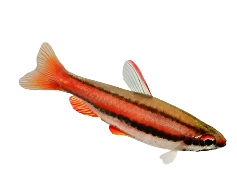 Red Coral Pencilfish