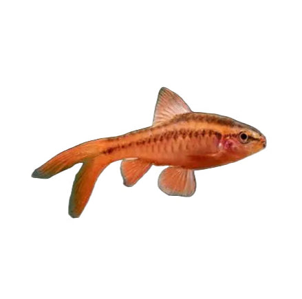 Long Fin Cherry Barb