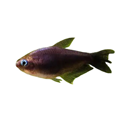 Black Emperor Tetra