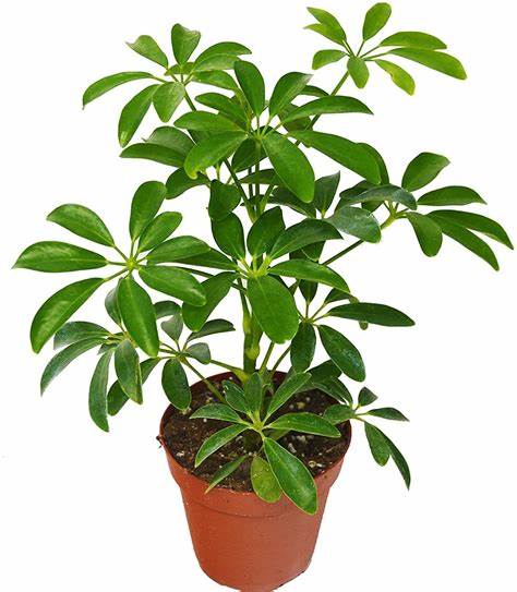 Umbrella Plant - 3.5" Pot