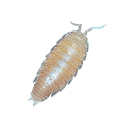 Isopods