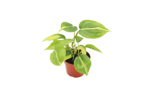 Philodendron Brazil - 3.5" Pot
