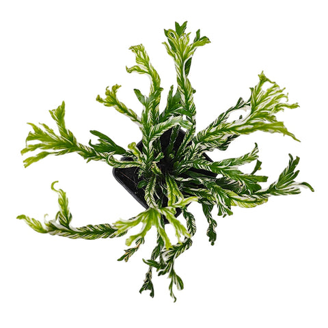 Fern - Bird's Nest (Variegated)