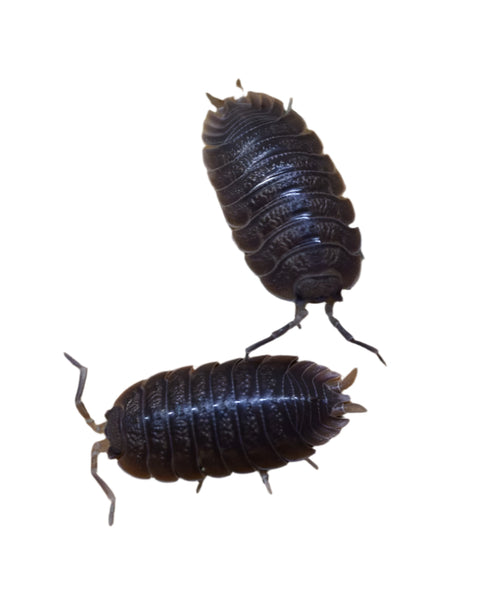 Isopods