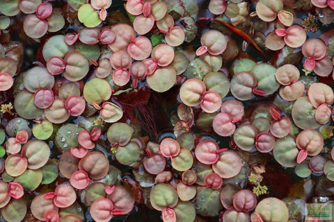 Red Root Floater Portion