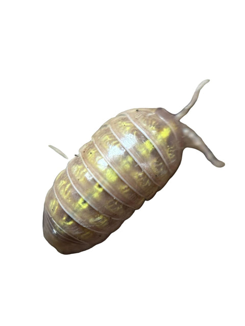 Isopods