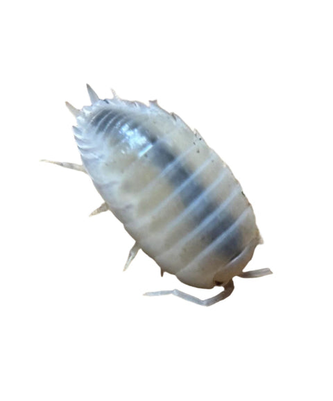 Isopods