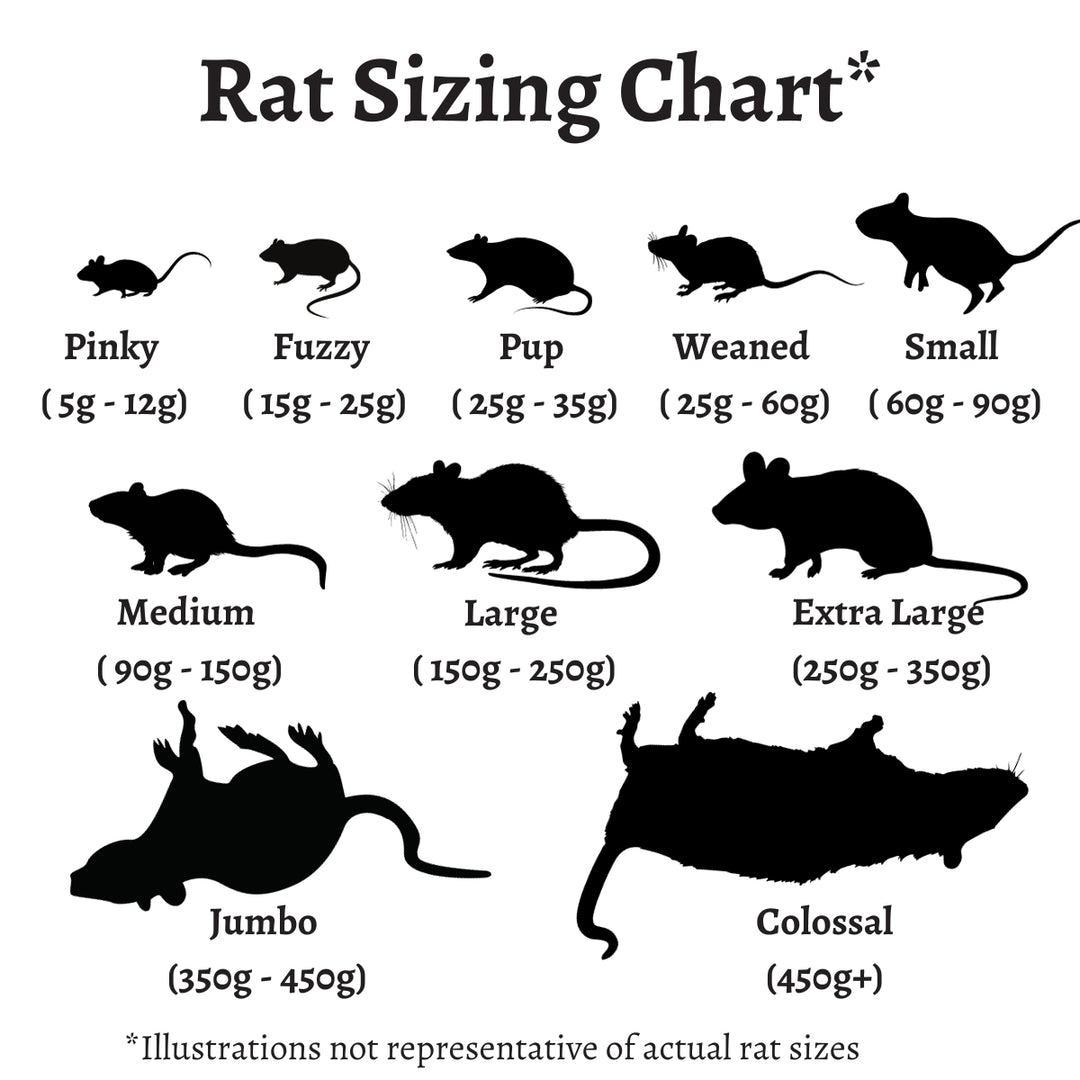 Frozen Rats All Sizes (5g to 450g+) Toronto Local Delivery The