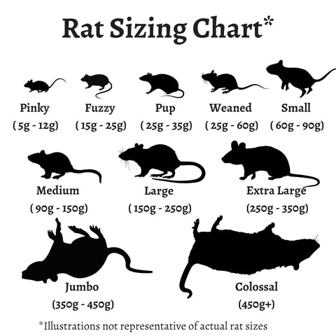 Frozen Rats All Sizes 5g To 450g Toronto Local Delivery The frozen-rats-all-sizes-5g-to-450g-toronto-local-delivery-the
