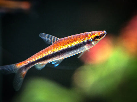 Red Beckford's Pencilfish (N. beckfordi)