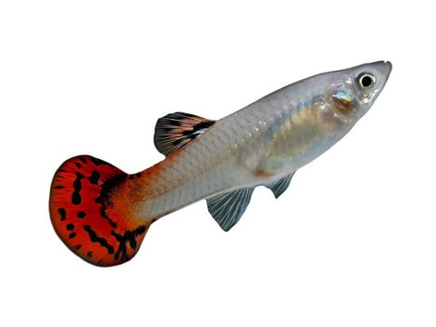 Guppy - Female