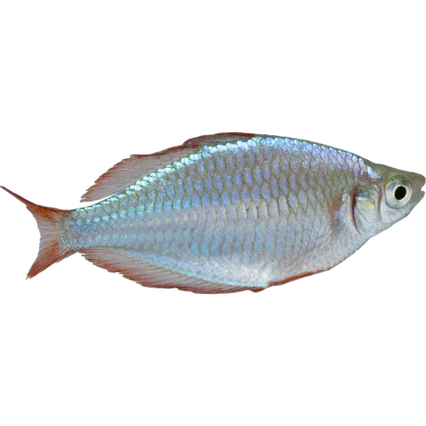 Dwarf Neon Rainbowfish