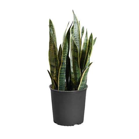 Snake Plant - 3.5" Pot