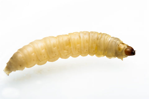 Waxworm