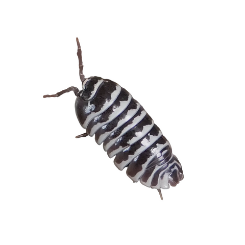 Isopods