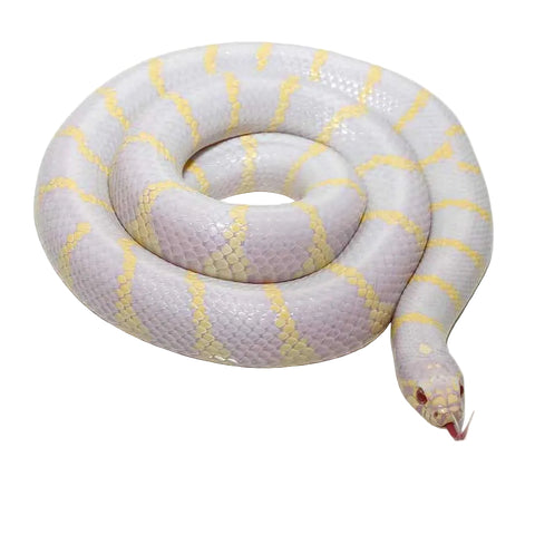 Lavender Albino Kingsnake