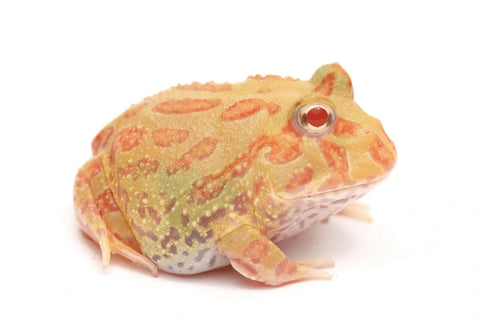 Juvenile Pac-Man Frog