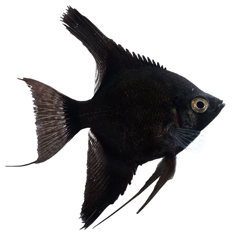 Black Angelfish - Medium