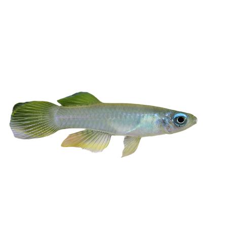 Norman's Lampeye Killifish