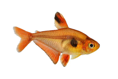 Serpae Tetra