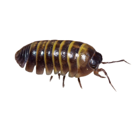 Isopods