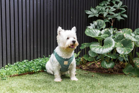 FuzzYard Life Corduroy Step-In Dog Harness