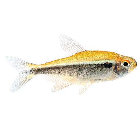 Black Neon Tetra