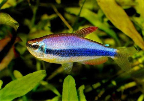 Bule Kerri Tetra