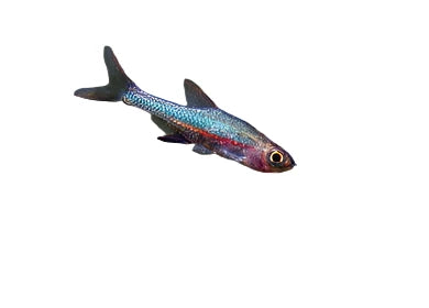 Neon Blue Rasbora