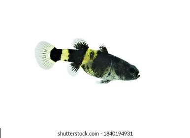 Freshwater Bumblebee Goby