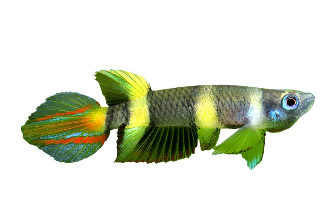 Clown Killifish – The Beastiary