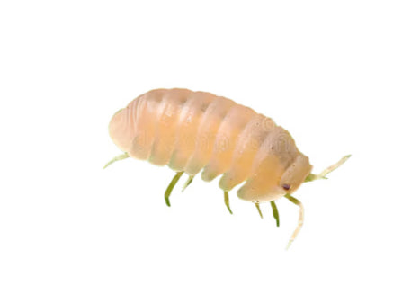 Isopods