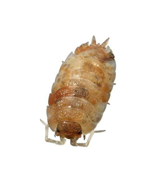 Isopods