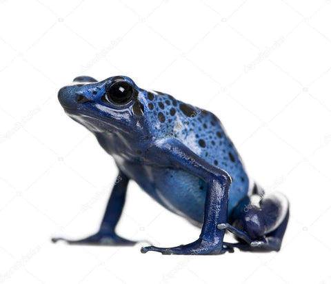 Dendrobates tinctorius 'Azureus' - Poison Dart Frog - Juvenile