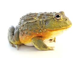 Giant Pixie Frog