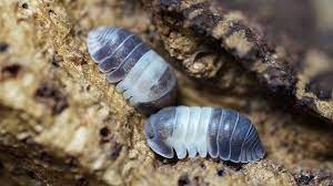 Isopods