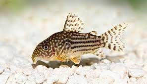 Sterbai Corydora Catfish
