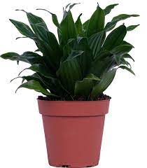 assorted dracaena Dracaena