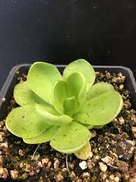 Mexican Butterwort mature