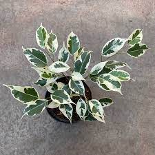 Ficus Benjamina - Assorted