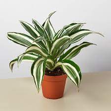 Dracaena - Assorted