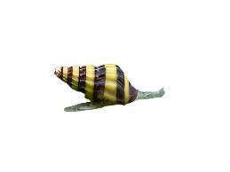 Assassin Snail