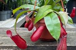 Nepenthes "Bloody Mary"