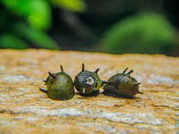 Thorned Nerite Snail