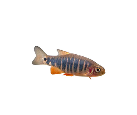 Dwarf Emerald Rasbora