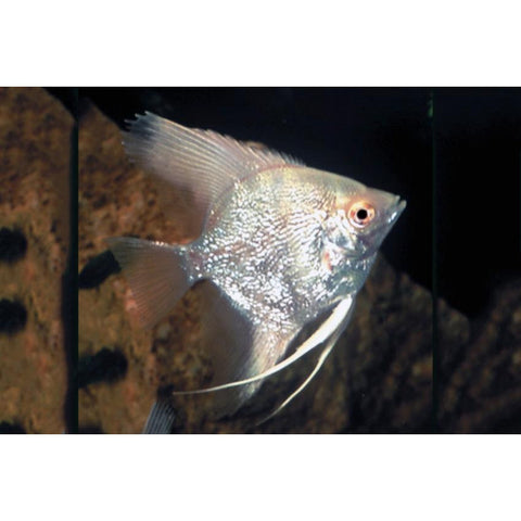 Representative Silver Diamond Angelfish - Small
