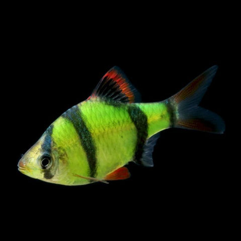 Green Glow Tiger Barb